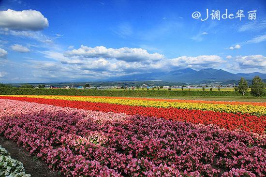 又到一年赏花时，七彩富良野花田