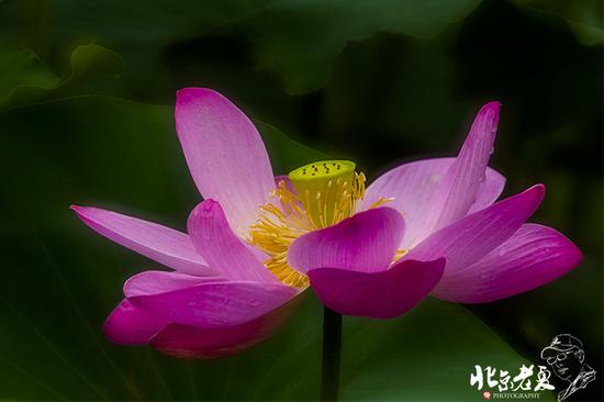 【實(shí)拍】京城 <wbr>· <wbr>皇家園林雨后的荷花仙子(組圖35張)