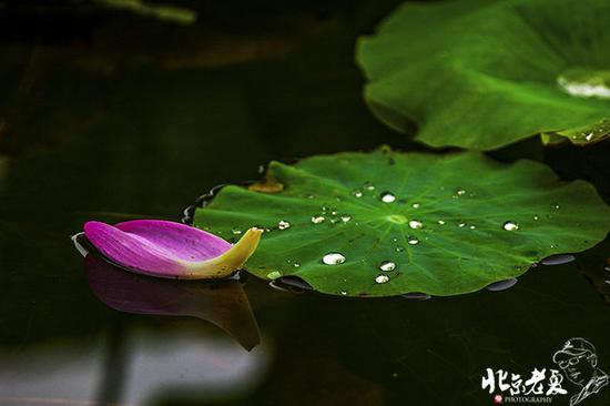 【實(shí)拍】京城 <wbr>· <wbr>皇家園林雨后的荷花仙子(組圖35張)