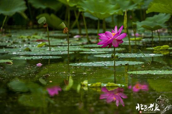 【實(shí)拍】京城 <wbr>· <wbr>皇家園林雨后的荷花仙子(組圖35張)