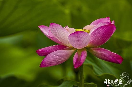 【實(shí)拍】京城 <wbr>· <wbr>皇家園林雨后的荷花仙子(組圖35張)