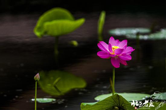 【實(shí)拍】京城 <wbr>· <wbr>皇家園林雨后的荷花仙子(組圖35張)