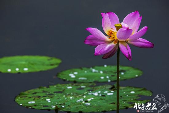 【實(shí)拍】京城 <wbr>· <wbr>皇家園林雨后的荷花仙子(組圖35張)