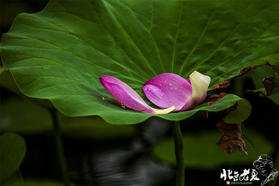 【實(shí)拍】京城 <wbr>· <wbr>皇家園林雨后的荷花仙子(組圖35張)