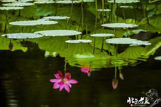 【實(shí)拍】京城 <wbr>· <wbr>皇家園林雨后的荷花仙子(組圖35張)