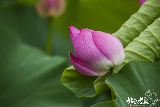 【實(shí)拍】京城 <wbr>· <wbr>皇家園林雨后的荷花仙子(組圖35張)