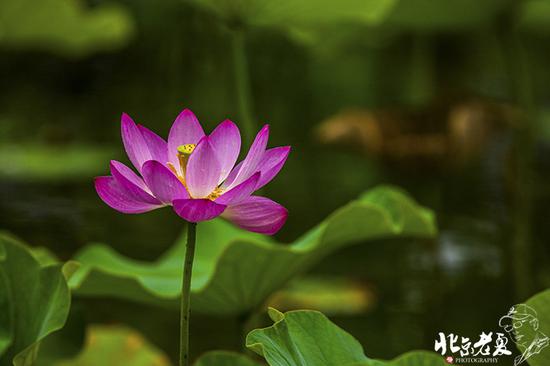 【實(shí)拍】京城 <wbr>· <wbr>皇家園林雨后的荷花仙子(組圖35張)