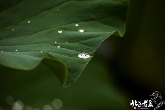 【實(shí)拍】京城 <wbr>· <wbr>皇家園林雨后的荷花仙子(組圖35張)