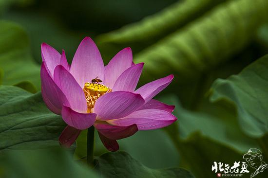 【實(shí)拍】京城 <wbr>· <wbr>皇家園林雨后的荷花仙子(組圖35張)