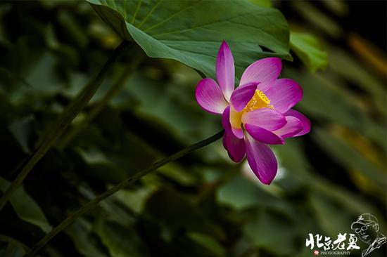 【實(shí)拍】京城 <wbr>· <wbr>皇家園林雨后的荷花仙子(組圖35張)