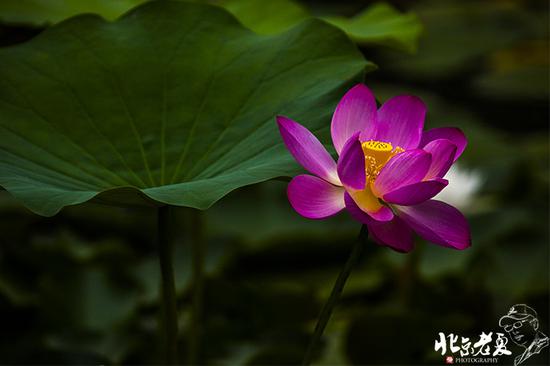 【實(shí)拍】京城 <wbr>· <wbr>皇家園林雨后的荷花仙子(組圖35張)