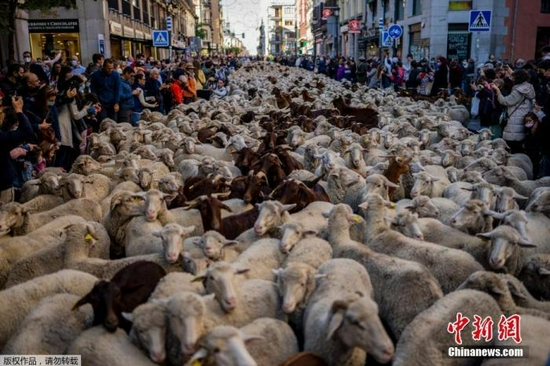 迁徙放牧节重返西班牙马德里 数千只绵羊挤爆市区(图)