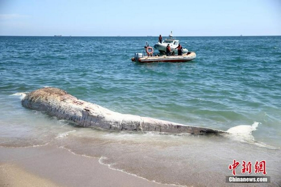 19米长鲸鱼在法国加来港搁浅后死亡