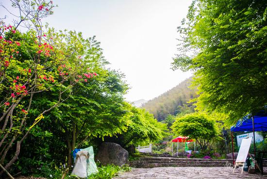 #不负春光#待岭上开满,平天堂山顶还要一周,古道入口的山坡却意外开满杜鹃