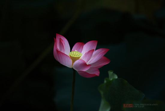 <a href='http://travel.sina.com.cn/hangzhou-lvyou/?from=b-keyword' target='_blank'>杭州</a><a href='http://travel.sina.com.cn/hangzhou_xihu1-lvyou/?from=b-keyword' target='_blank'>西湖</a>,六月荷花香满湖