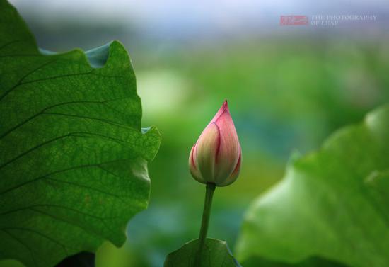 <a href='http://travel.sina.com.cn/hangzhou-lvyou/?from=b-keyword' target='_blank'>杭州</a><a href='http://travel.sina.com.cn/hangzhou_xihu1-lvyou/?from=b-keyword' target='_blank'>西湖</a>,六月荷花香满湖