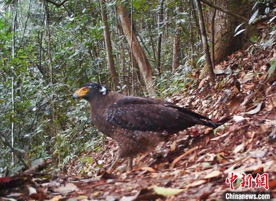 广东车八岭“红外神器”记录野生动物最真实行为