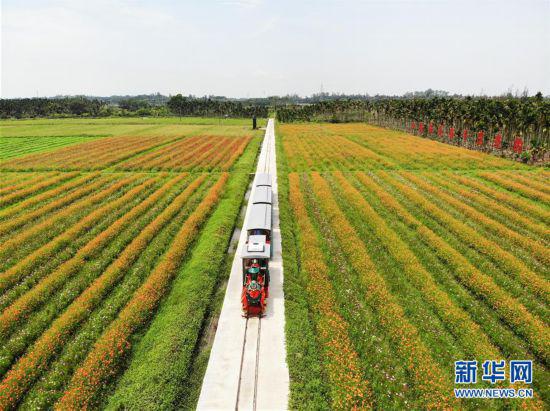 海南琼海：农旅结合助推乡村振兴