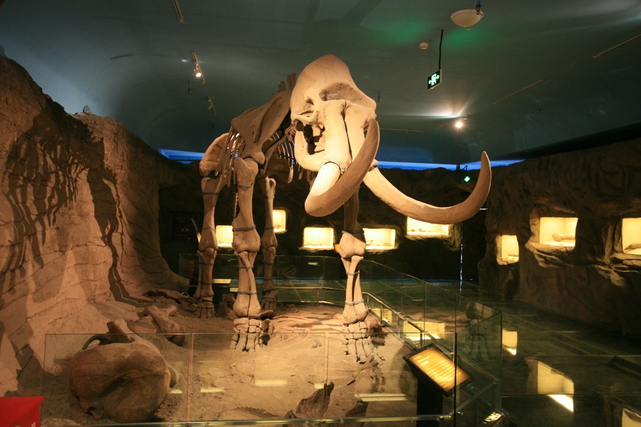 黑龙江省博物馆(图片来源于网络)