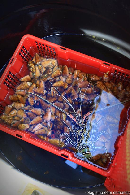 在鸭公岛上可以品尝一下渔民捕捞的南海贝类，鱼虾，原生态生猛海鲜哦！