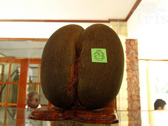 P24、贴了这个标签的海椰子空壳才能合法出境，一个售价1200人民币