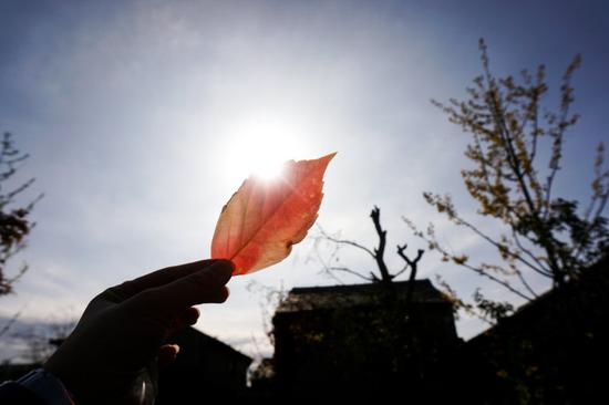 【北京】在降温前抓住秋天的尾巴，赏红叶何必人挤人去香山