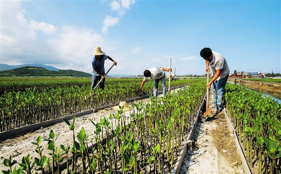 #海南旅游资讯# 【三亚:培育红树苗 再造绿. 来