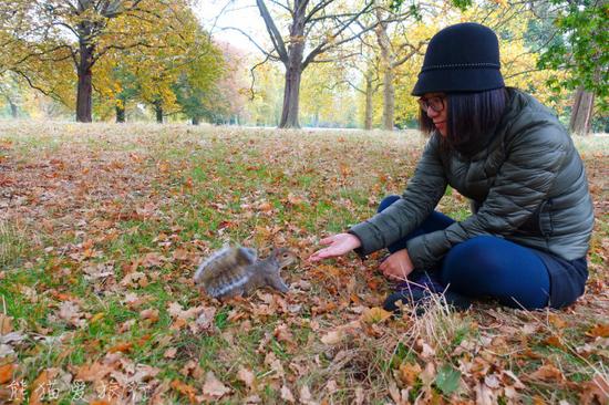 【英国伦敦】这个秋天我在伦敦泡皇家公园喂松鼠