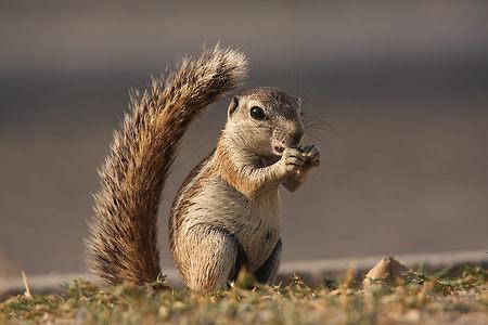 【纯真非洲】非洲哺乳动物五百年_新浪旅游_新浪网