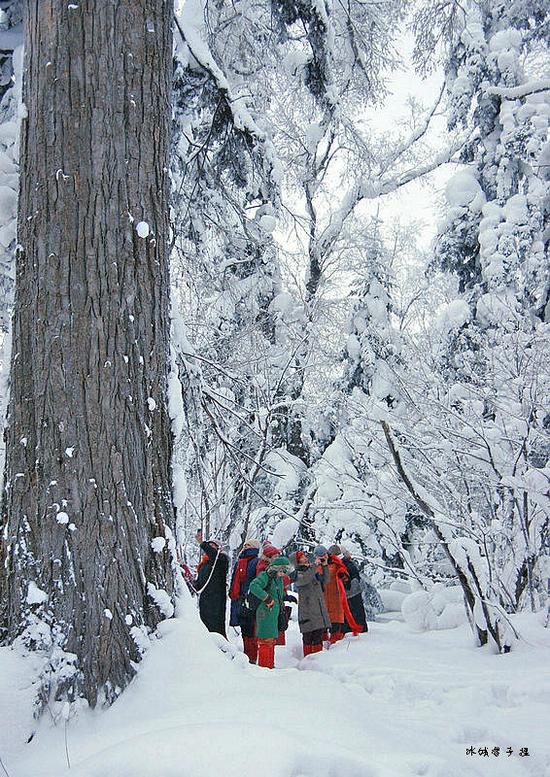 有一种雪，叫只有去过雪乡才懂得