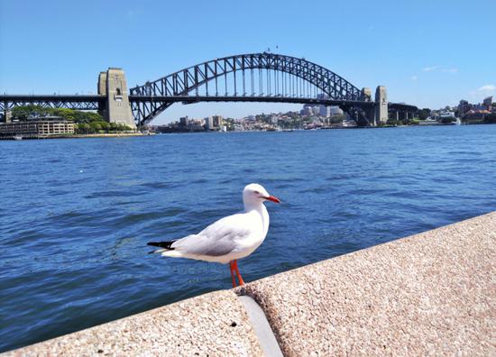【极致澳洲】旅行中的小确幸 <wbr>悉尼5日精彩瞬间（37P）