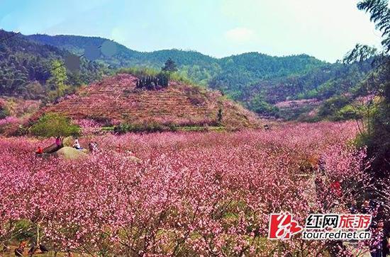 东鹜山桃花谷.杨烊 摄