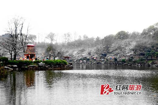 湖南省森林植物园,樱花湖边的日本吉野樱.姚冶 摄