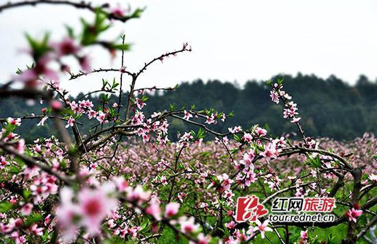 炎陵霞阳镇黄桃基地盛开的桃花.姚冶 摄