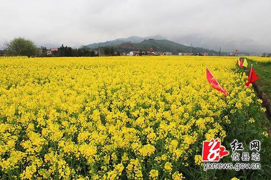 柏市油菜花.尹羊清 摄