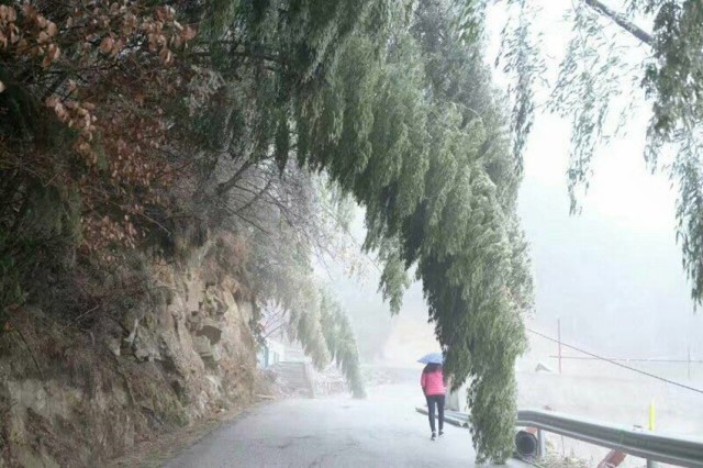 2月22日，平江县天岳幕阜山，一夜之间山上各种植物都挂满了冰凌，连同雾凇成为一道独特风景。魏雄军 摄