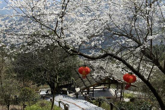 雪峰山上樱花绚烂绽放