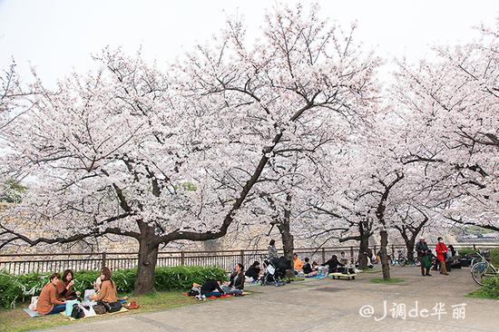 【日本】又是一年樱花季,大阪赏樱何处去