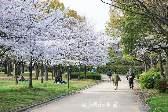 【日本】又是一年樱花季,大阪赏樱何处去