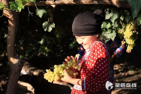 (吐鲁番的葡萄和小姑娘的笑容一样甜。资料图。图片由星辰影像拍客 小黑 摄)