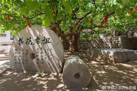 锦州医巫闾山 大朝阳梨花老祖 猫之茶 摄