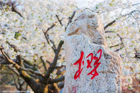 大连旅顺二零三高地樱花园 B-NUT 大花生 摄
