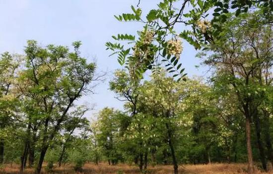 河北5个赏槐花的好去处