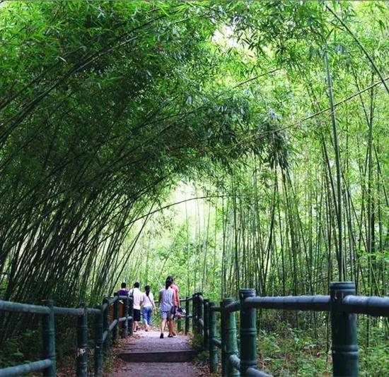 竹林竟私藏7片小蜀南!河南翠海、空气清新!帮派手游攻略v帮派梦幻图片