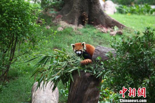 广州动物园的小熊猫（资料图）通讯员供图