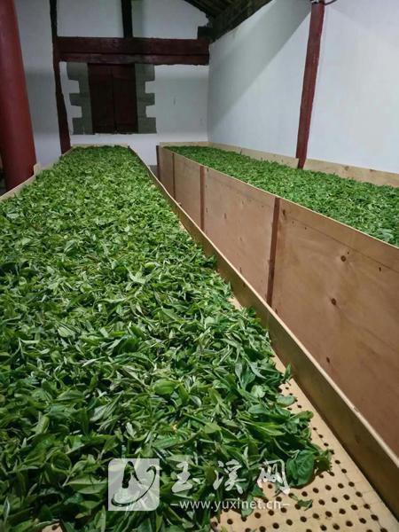 摊青,也叫萎凋,目的是使鲜叶失去部分水分。