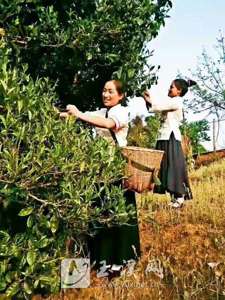 每逢3月中旬至4月初,高崇岭一家都要上山采茶。图为他的妻子段顺爱和妹妹高记莲在采茶。