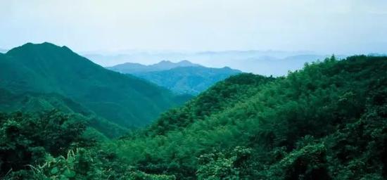 桃花江竹海
