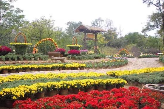 菊花香里品武侠2017年开封万岁山菊花文化节