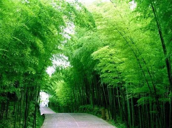 三万多亩翠绿挺拔的楠竹,山连山,坡连坡。一眼望去,就像竹涛滚滚的海洋,是游山赏竹的好地方。